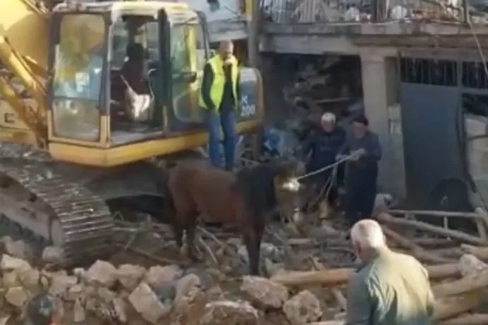 21 napig volt a romok foglya egy ló Törökországban, túlélte