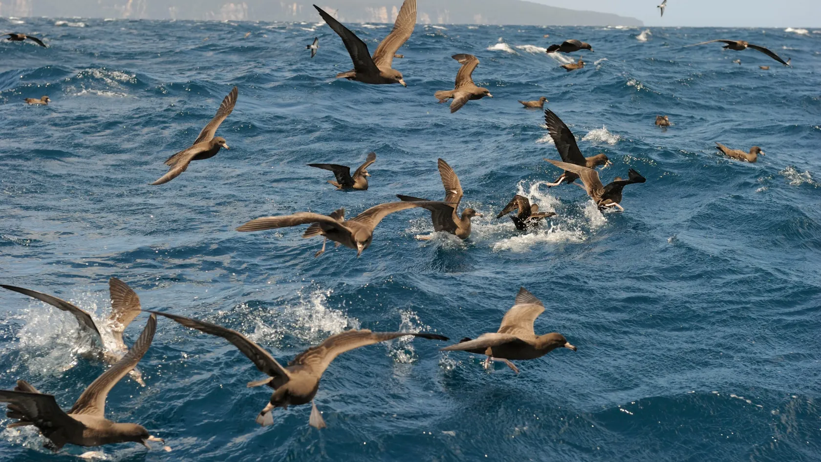 Műanyag okozta új betegséget fedeztek fel madaraknál