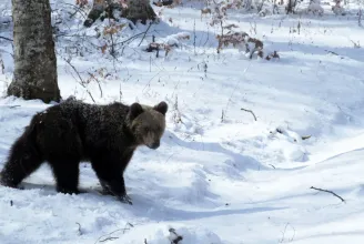 Medvét észleltek a Havas Bucsin sípálya közelében, a csendőrök azonnal intézkedtek