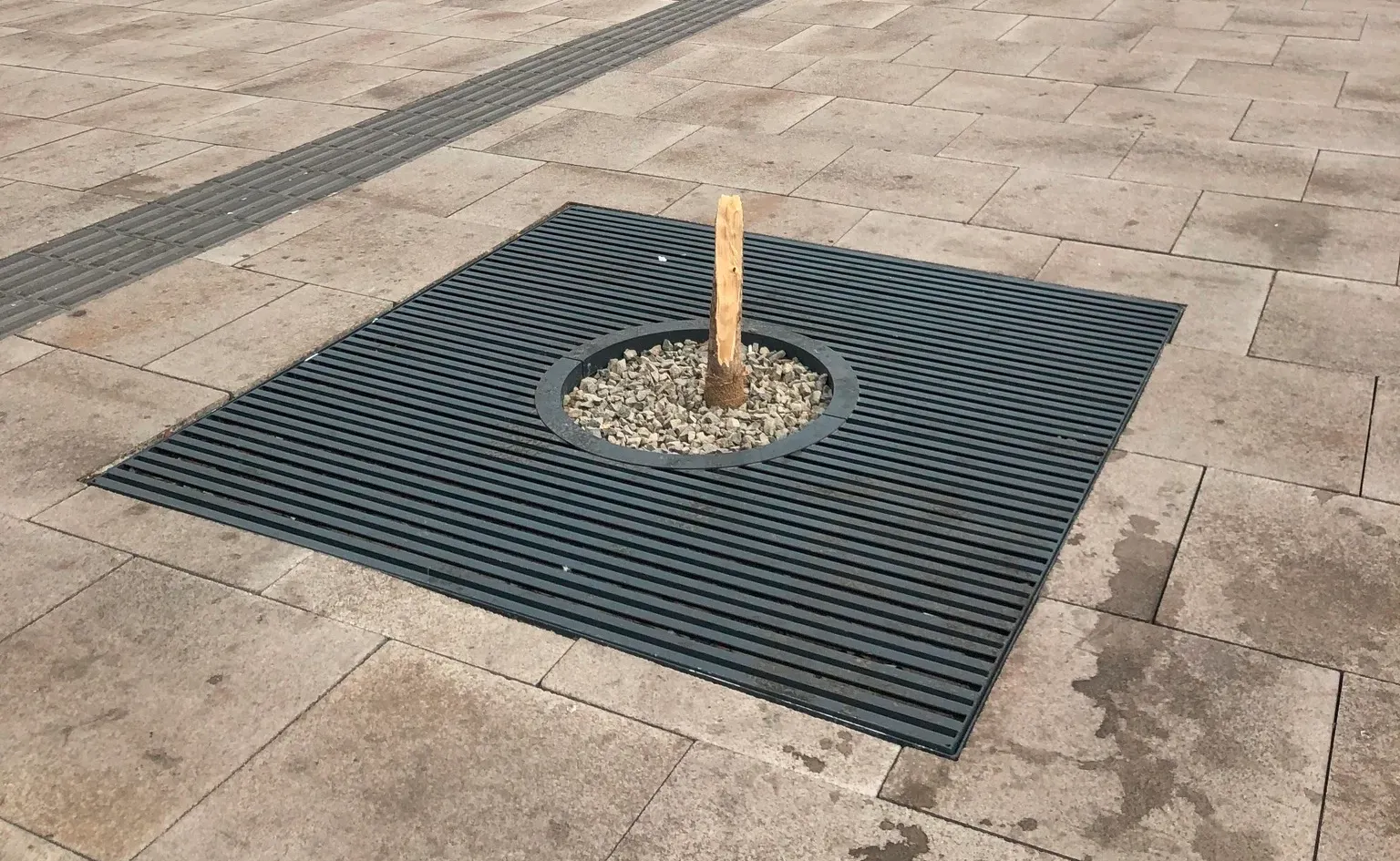Tövénél törték ki a felújított Blaha Lujza tér egyik fáját