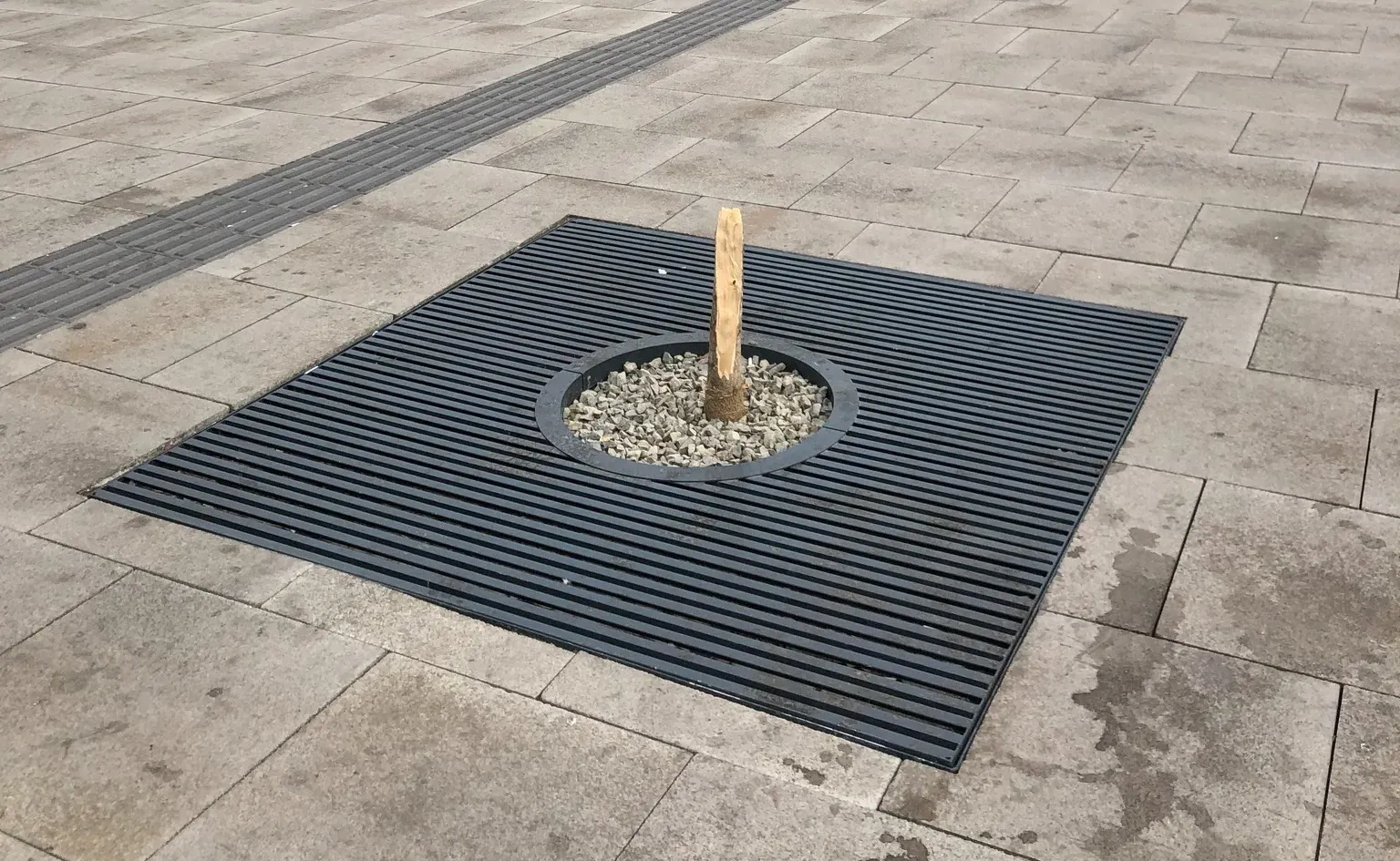 Jelentkezett a tettes, aki kitörte a Blaha Lujza tér egyik fáját