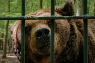 Áttelepítik a marosvásárhelyi állatkertbe bejáró medvéket