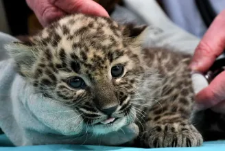 Ki a legcukibb ma Miskolcon? Ez a most született perzsa leopárdkölyök