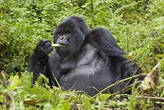 A gorillák hümmögnek és dúdolnak evés közben