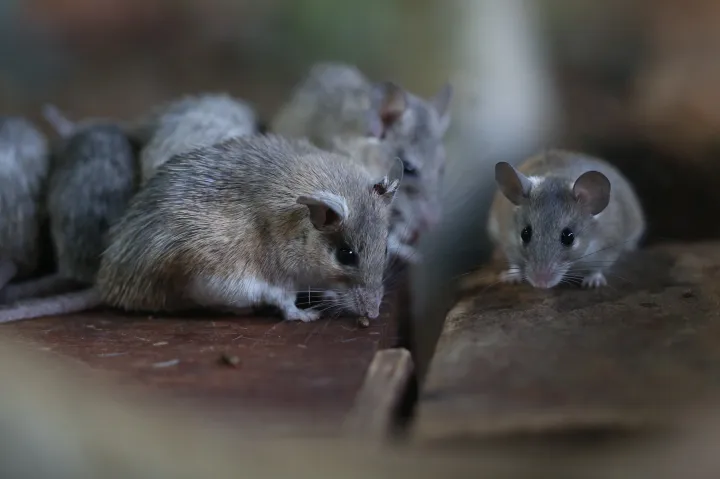 Japán tudósok olyan egeret hoztak létre, amelyiknek két apja van
