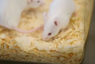 Japán kutatók kétapás egereket szerkesztettek
