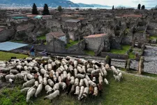 Birkanyájjal óvják Pompeji feltáratlan romjait a pusztulástól