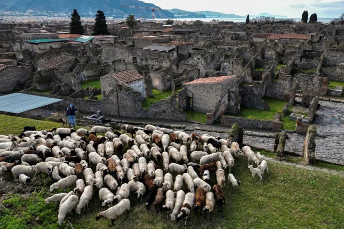 Birkanyájjal óvják Pompeji feltáratlan romjait a pusztulástól