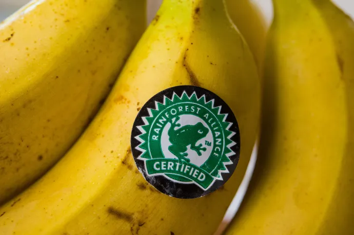 Addig riogattak a kötelező rovarevéssel, hogy egyesek már a Rainforest Alliance békájától is rettegnek
