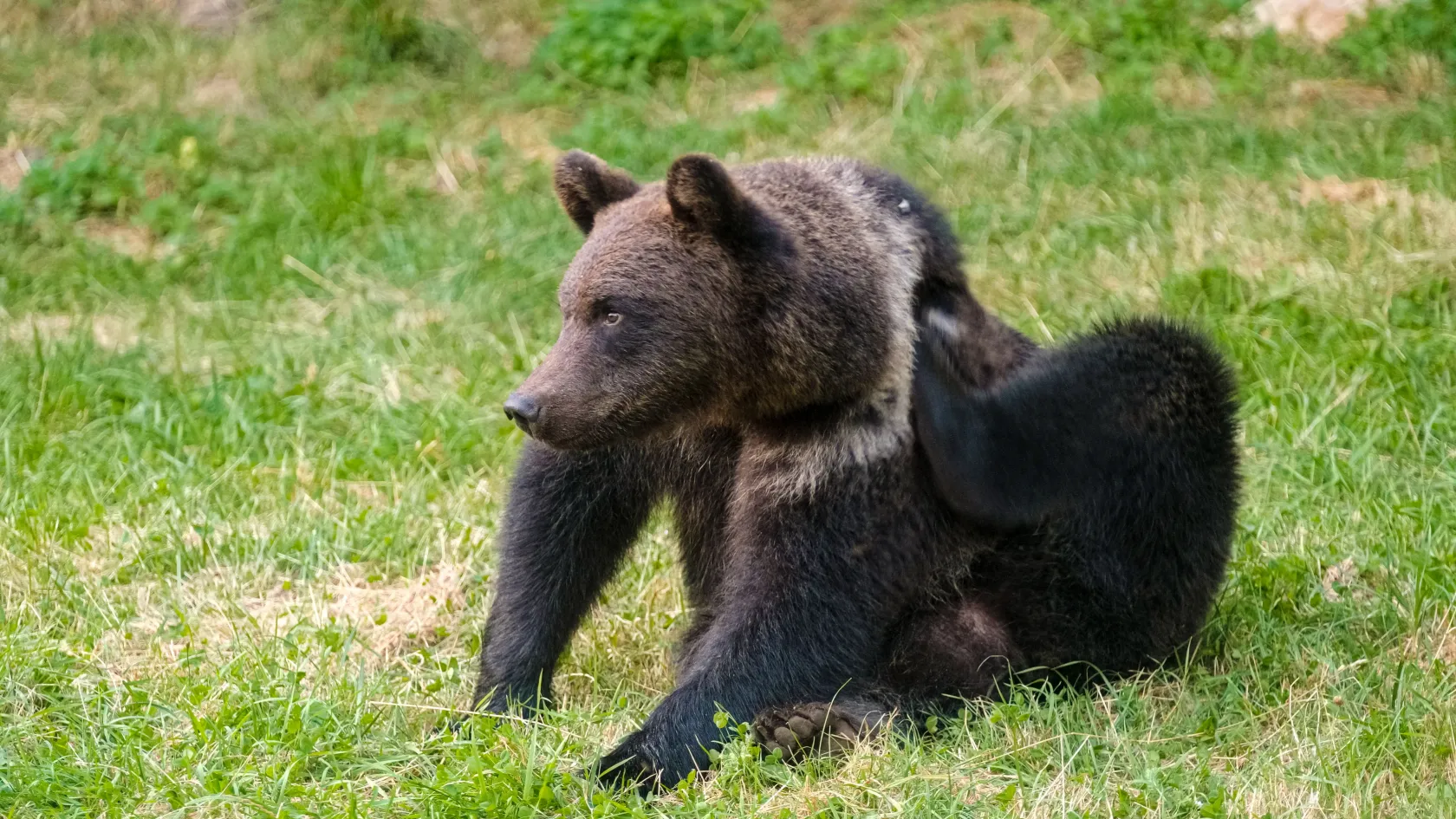 A Sajó völgyében kóborol egy barna medve