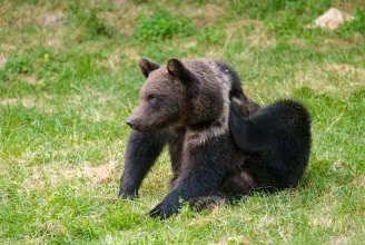 A Sajó völgyében kóborol egy barna medve