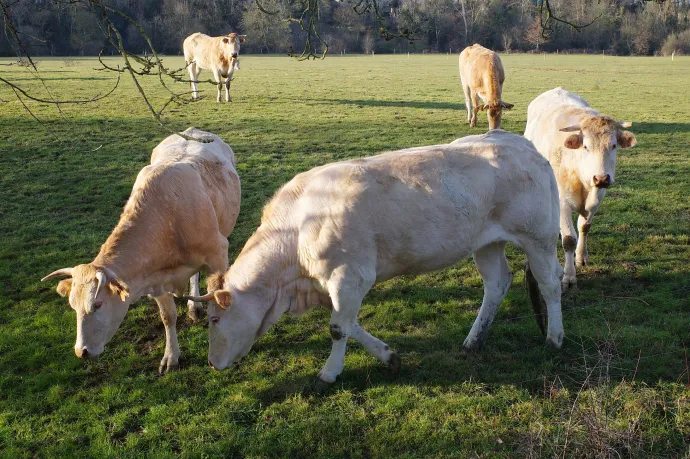 Megöltek Indiában egy férfit, mert azt hitték, marhahús van nála