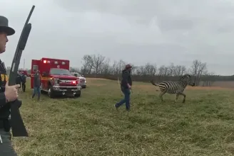 Megvadult zebra harapott egy ohiói férfi karjába