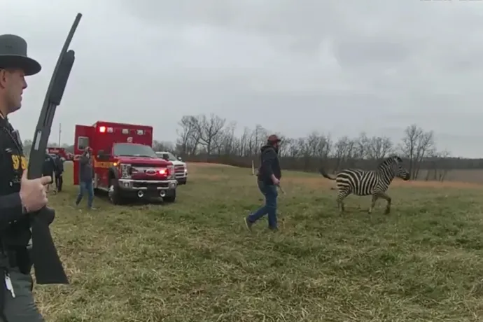 Megvadult zebra harapott egy ohiói férfi karjába