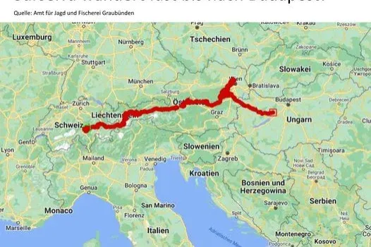 A Vértes után már a dél-budai agglomerációban jár egy Svájcból indult, vándorló farkas
