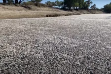 Brutális halpusztulást okoz az ausztráliai hőség