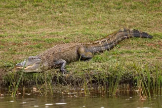 Bekopogott a floridai férfi ajtaján az udvarias aligátor, aztán jól lábon harapta