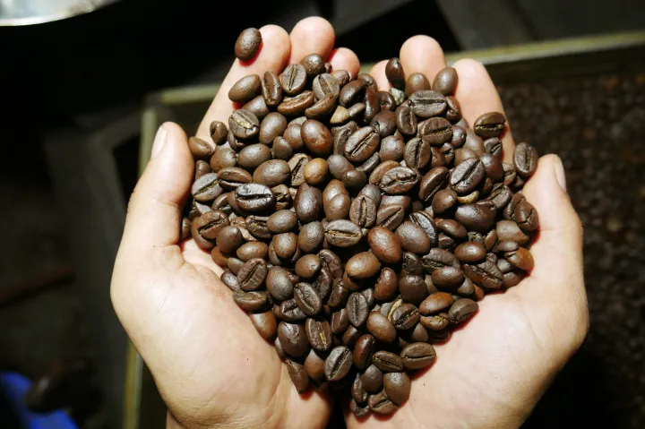 A globális kávéellátás már most veszélyben van
