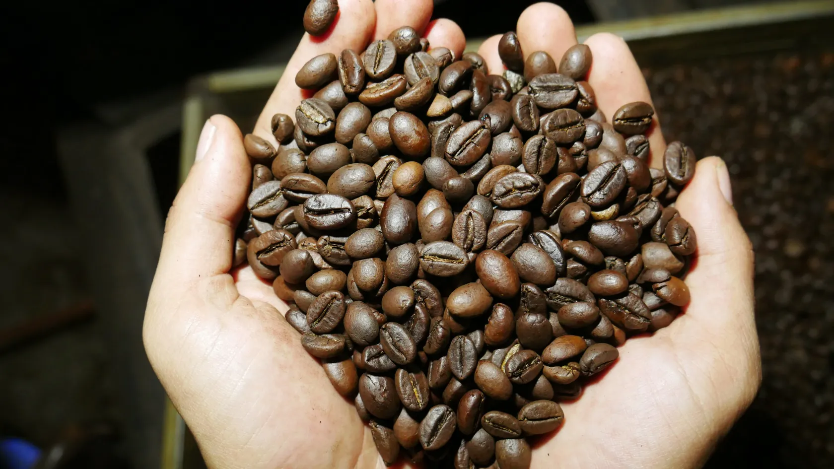 A globális kávéellátás már most veszélyben van