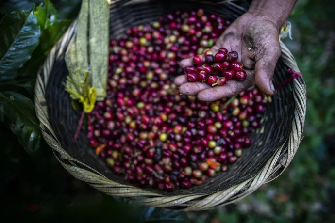 Kávébetakarítás Nicaraguában 2021. február 1-jén – Fotó: Inti Ocon / Getty Images