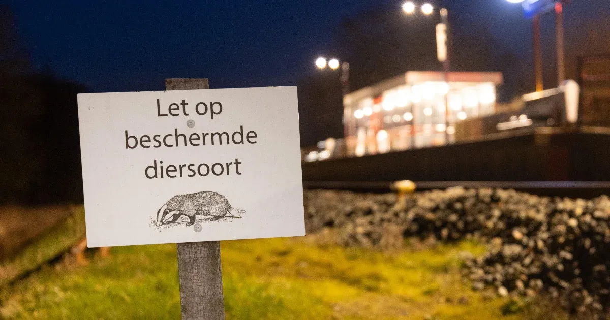 Badgers have swarmed the Netherlands and are destroying rail traffic