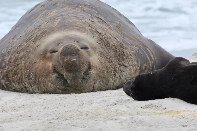 A hím déli elefántfókák azért híznak hatalmasra, hogy hatalmas háremük legyen, és ezzel a saját túlélési esélyeiket felezik