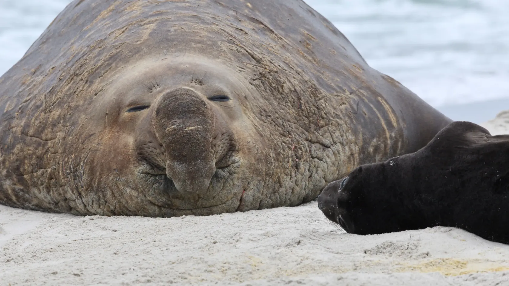 A hím déli elefántfókák azért híznak hatalmasra, hogy hatalmas háremük legyen, és ezzel a saját túlélési esélyeiket felezik