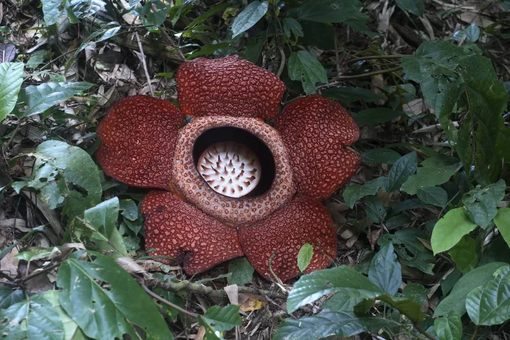 Rafflesia arnoldii, az óriási bűzvirág – Fotó: Michel Viard / Getty Images