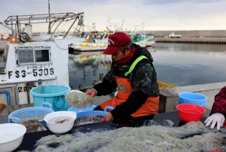 Épp helyreállna a fukusimai halászat, erre beleengedik az óceánba az atomerőmű hűtővizét