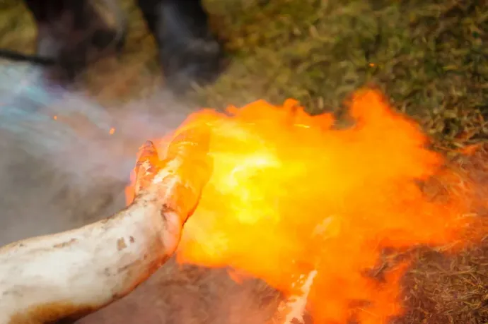 Álhírnek tartja a főszervező, hogy élve perzselték volna meg a disznót