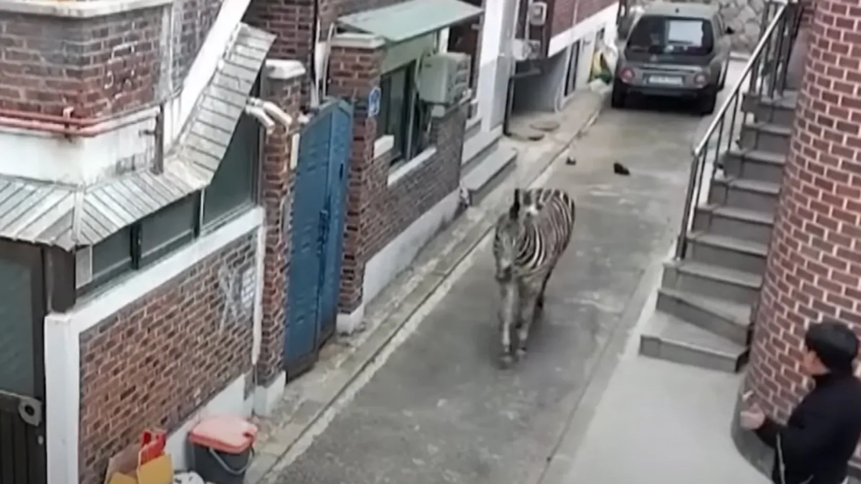 Egy zebra elszabadult az állatkertből Szöulban