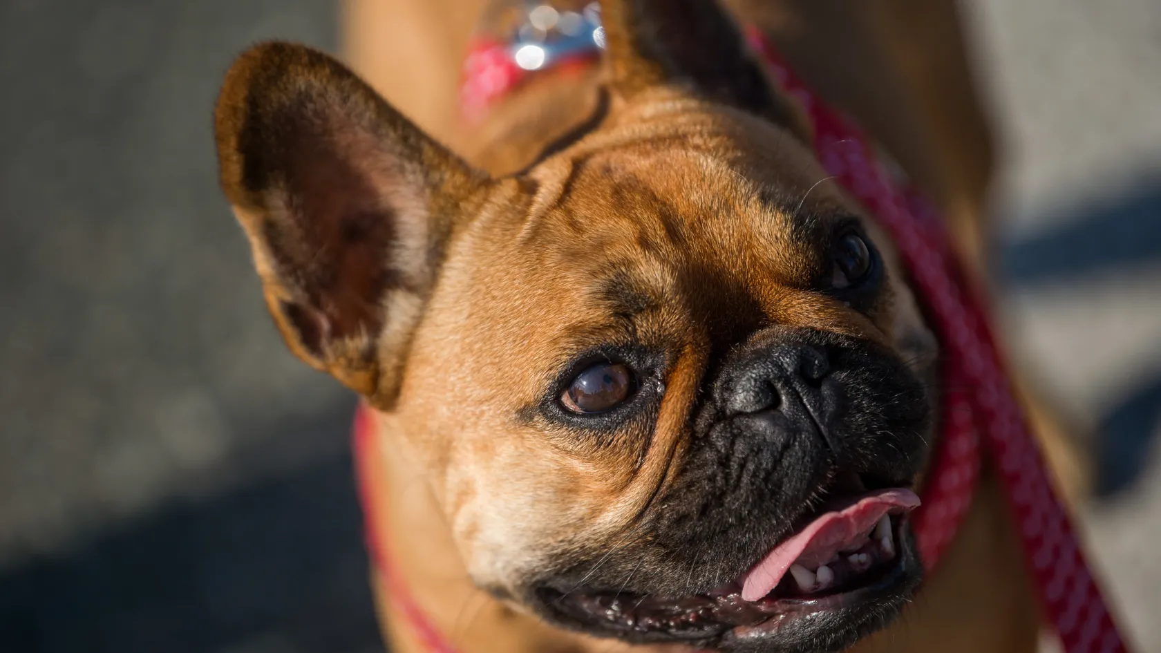A francia bulldog a legnépszerűbb kutyafajta, a Picur a leggyakoribb kutyanév