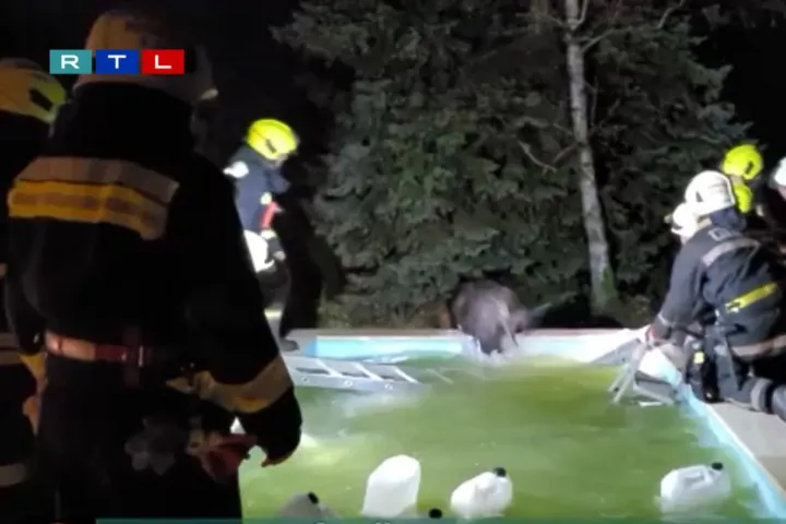 Úszómedencébe ragadt vaddisznót mentettek a tűzoltók Budakeszin