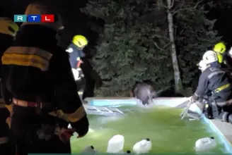 Úszómedencébe ragadt vaddisznót mentettek a tűzoltók Budakeszin