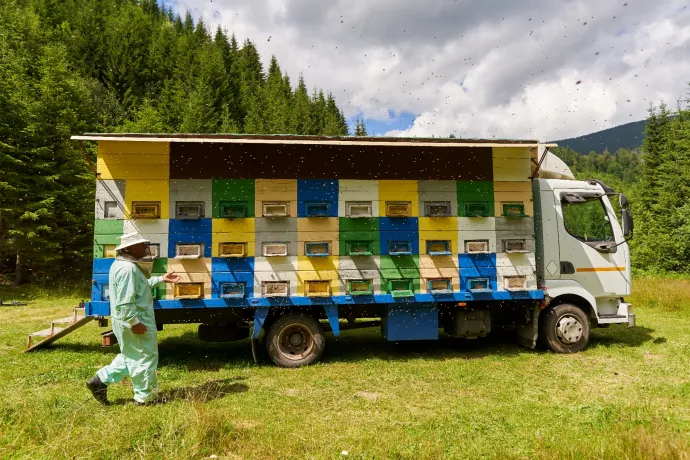 Az olcsó ukrajnai és a hamisított kínai méz tönkrevágja a hazai méhészetet