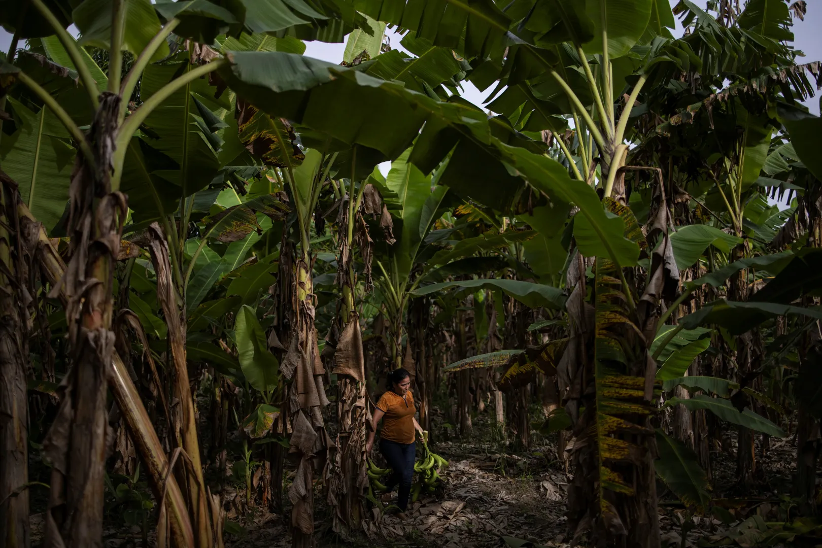 Maria Hernandez megérkezik munkába egy banánültetvényre a hondurasi San Pedro Sulában, 2021. június 25-én