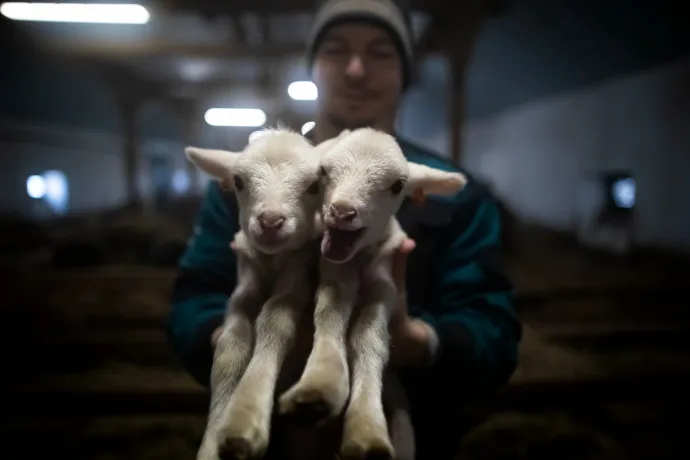 Jó hír az anyajuhtartóknak: 5,5 milliárddal támogatja őket az Agrárminisztérium