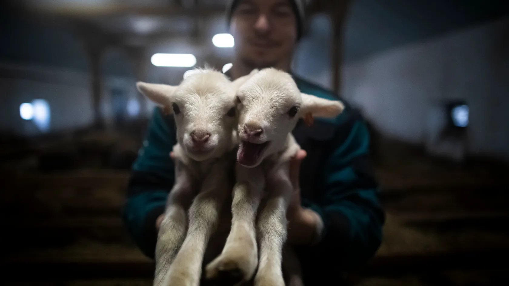 Jó hír az anyajuhtartóknak: 5,5 milliárddal támogatja őket az Agrárminisztérium Jó hír az anyajuhtartóknak: 5,5 milliárddal támogatja őket az Agrárminisztérium
