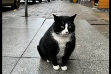 Valaki megpróbálta ellopni Szczecin városának fő látványosságát, egy dagadt macskát