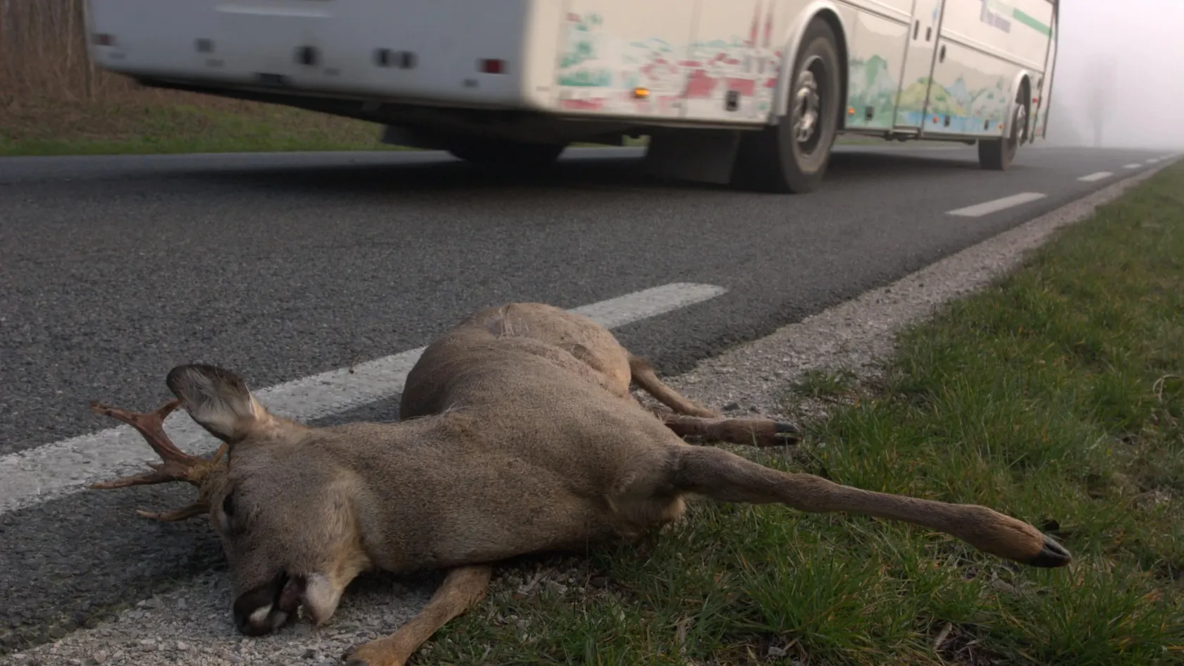 Kihalásig gázolunk