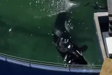 Több mint 50 év fogság után engednek szabadon egy kardszárnyú delfint Miamiban