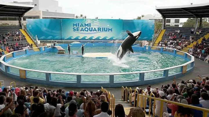 Tokitae, korábbi nevén Lolita évtizedek óta a Miami Seaquarium attrakciója – Fotó: Miami Herald / Getty Images