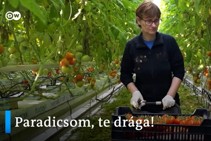 Drágább lett a paradicsom, nem sárga