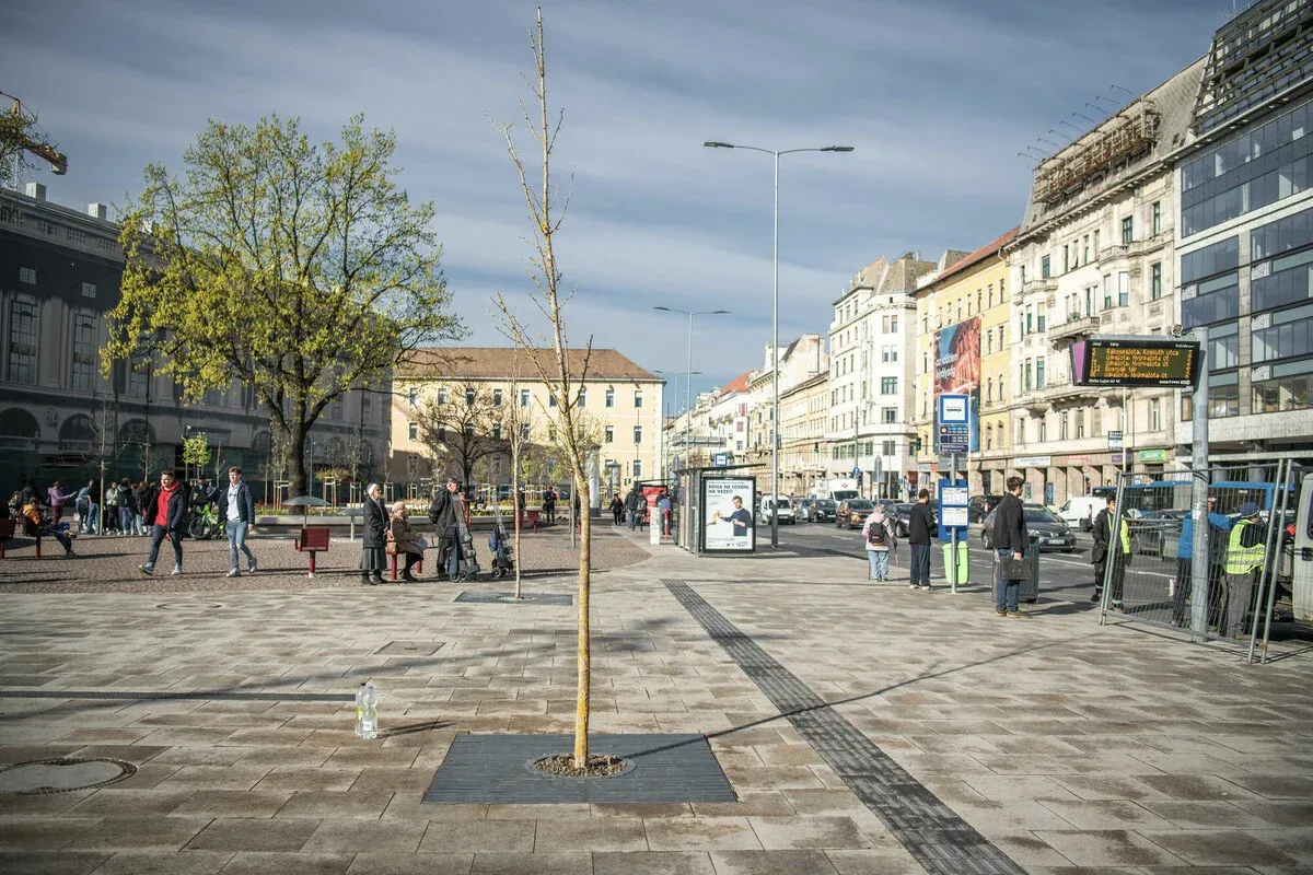 Pótolták a tőből kitört fát a Blahán
