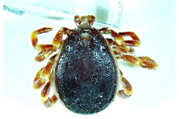 Szaporodni is képes afrikai kullancsokat találtak a Balatonnál