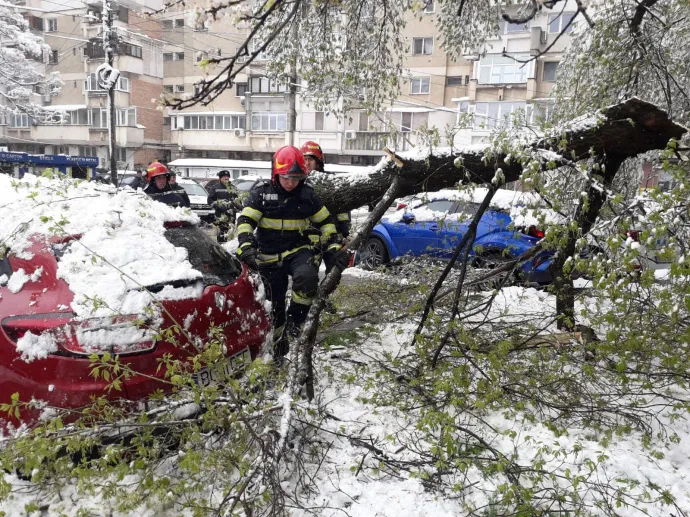 Fák dőltek ki Bákóban is az extrém időjárás következtében – Fotó: Bákó Megyei Sürgősségi Felügyelőség