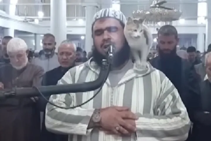 Nem bírnak magukkal a macskák, ezúttal egy imám esti áhítatát trollkodta meg egy cica