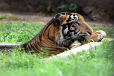 Háromezer fölé nőtt az indiai tigrisek száma