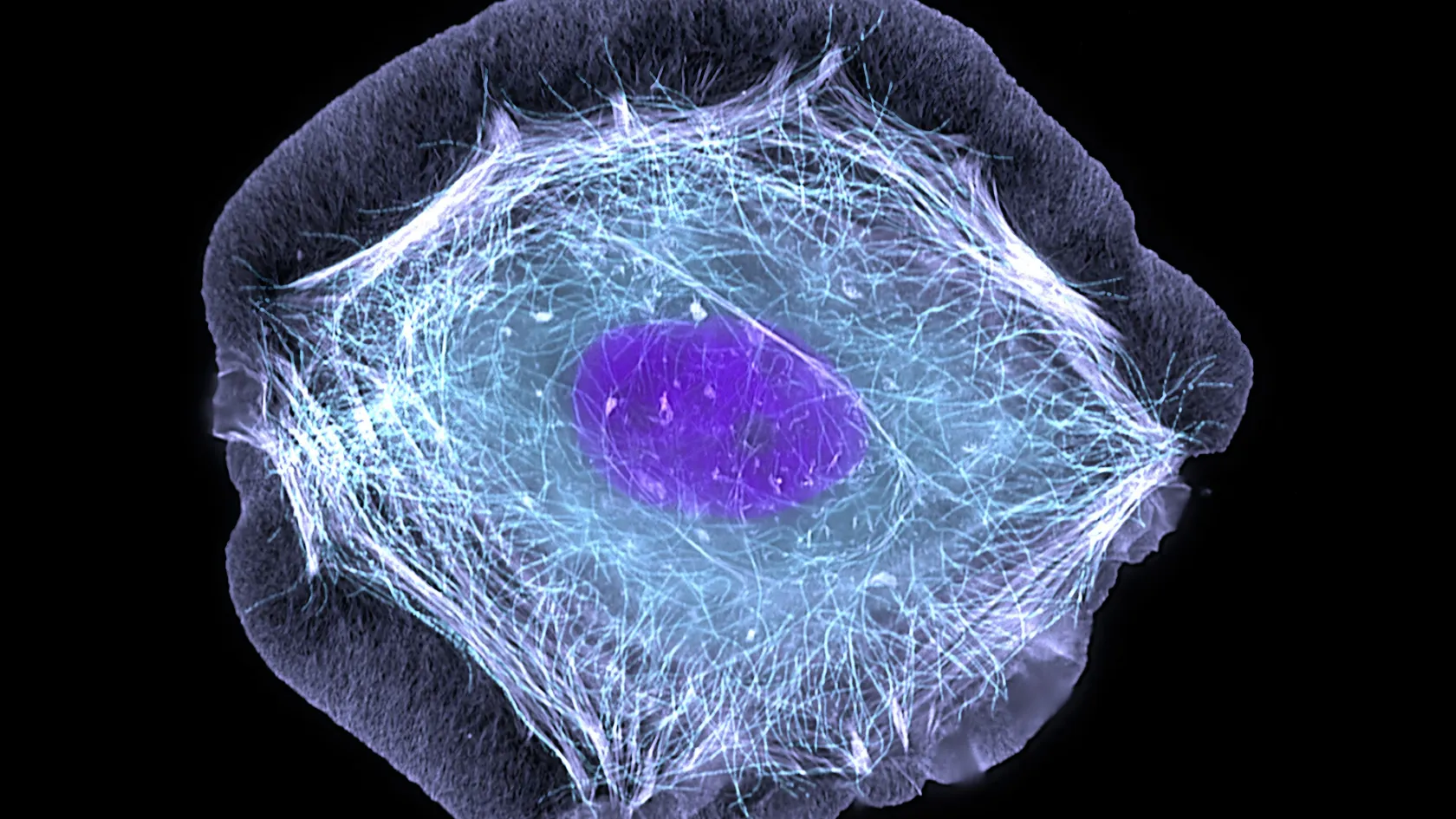 Békasejtekből rakott össze robotokat egy mesterséges intelligencia