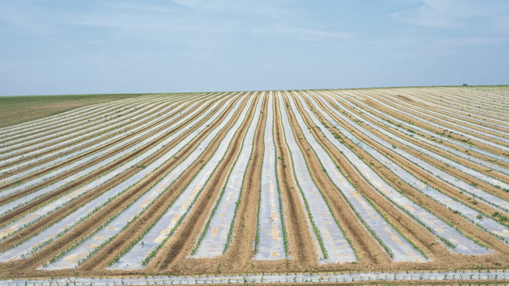 Műanyaggal töltjük föl a talajt, már a növények, állatok sejtjeiben is ott van